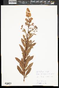 Spiraea alba image