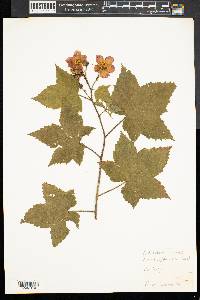 Rubus odoratus image
