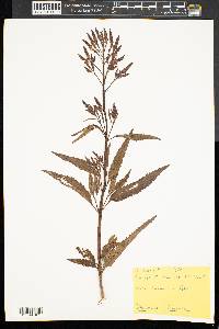 Verbena hastata image