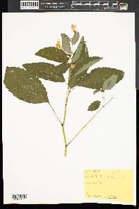 Impatiens pallida image