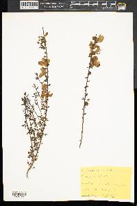 Cytisus scoparius image