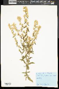 Solidago bicolor image