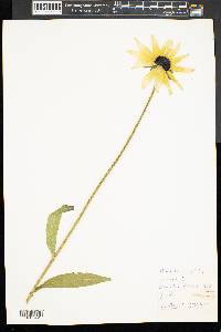 Rudbeckia hirta var. pulcherrima image