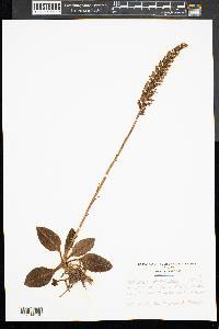 Goodyera pubescens image