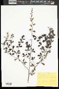 Baptisia tinctoria image