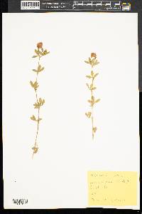 Trifolium aureum image