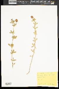 Trifolium aureum image