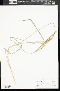 Carex emoryi image
