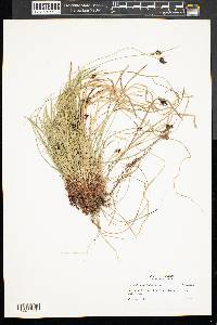 Carex nigromarginata image