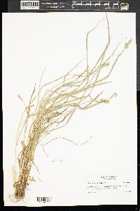 Carex aggregata image