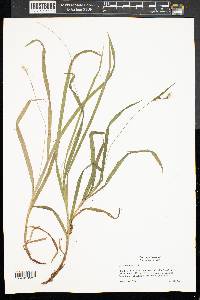 Carex hirtifolia image