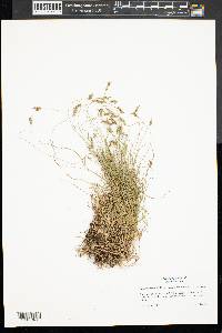 Carex albicans var. albicans image