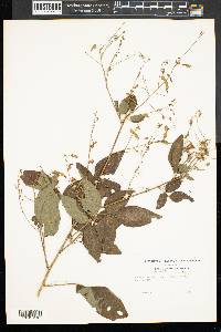 Desmodium laevigatum image