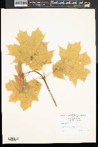 Acer platanoides image