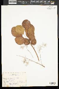 Cotinus coggygria image