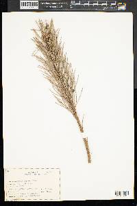 Pinus sylvestris image