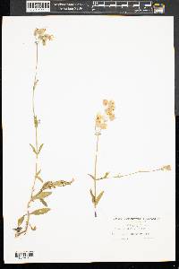 Silene vulgaris image