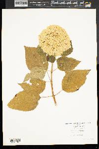 Hydrangea paniculata image