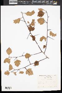 Crataegus phaenopyrum image