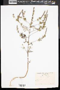 Ambrosia artemisiaefolia image