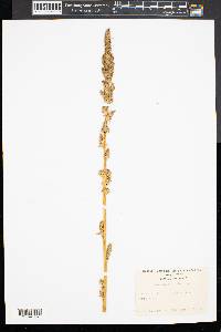 Amaranthus hybridus image