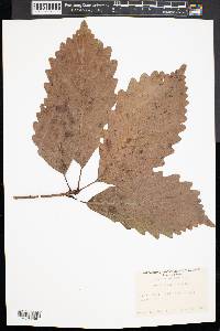 Quercus montana image
