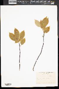 Amelanchier laevis image