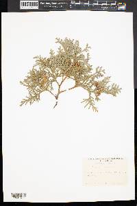 Thuja occidentalis image