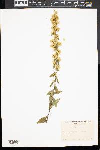 Solidago bicolor image