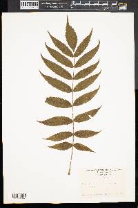 Rhus typhina image