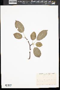 Malus sylvestris image