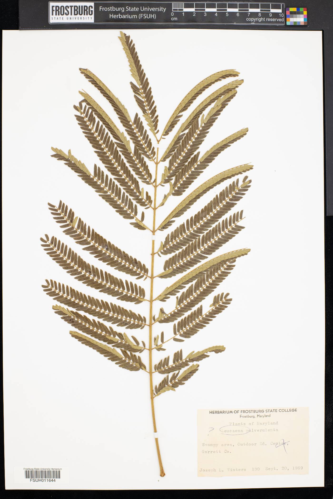 Leucaena pulverulenta image