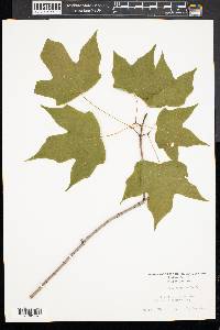 Acer nigrum image