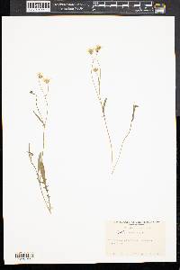 Sonchus arvensis image