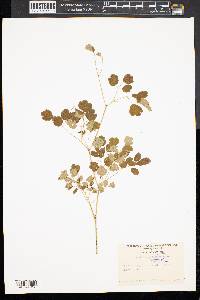 Thalictrum polygamum image