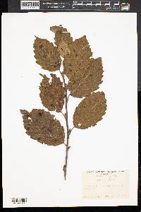 Alnus crispa image