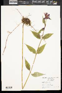 Monarda didyma image