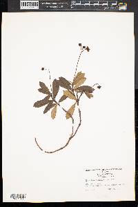 Chimaphila umbellata image