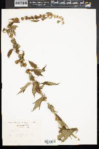 Leonurus cardiaca image