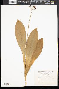 Clintonia umbellulata image