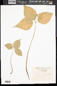 Trillium undulatum image