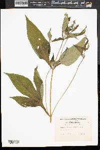 Thaspium barbinode image