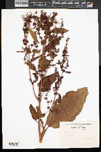 Rumex obtusifolius image