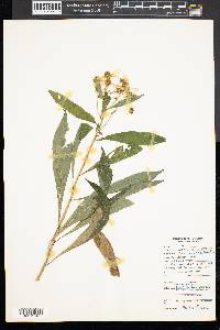 Verbesina alternifolia image