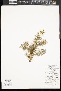 Taxus baccata image