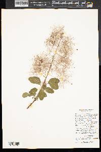 Cotinus obovatus image