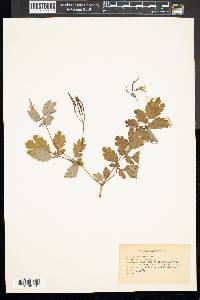 Chelidonium majus image