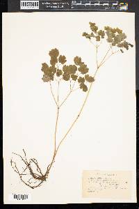 Thalictrum dioicum image