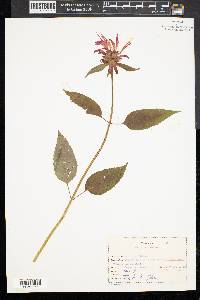 Monarda didyma image
