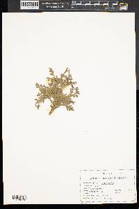 Thuja occidentalis image